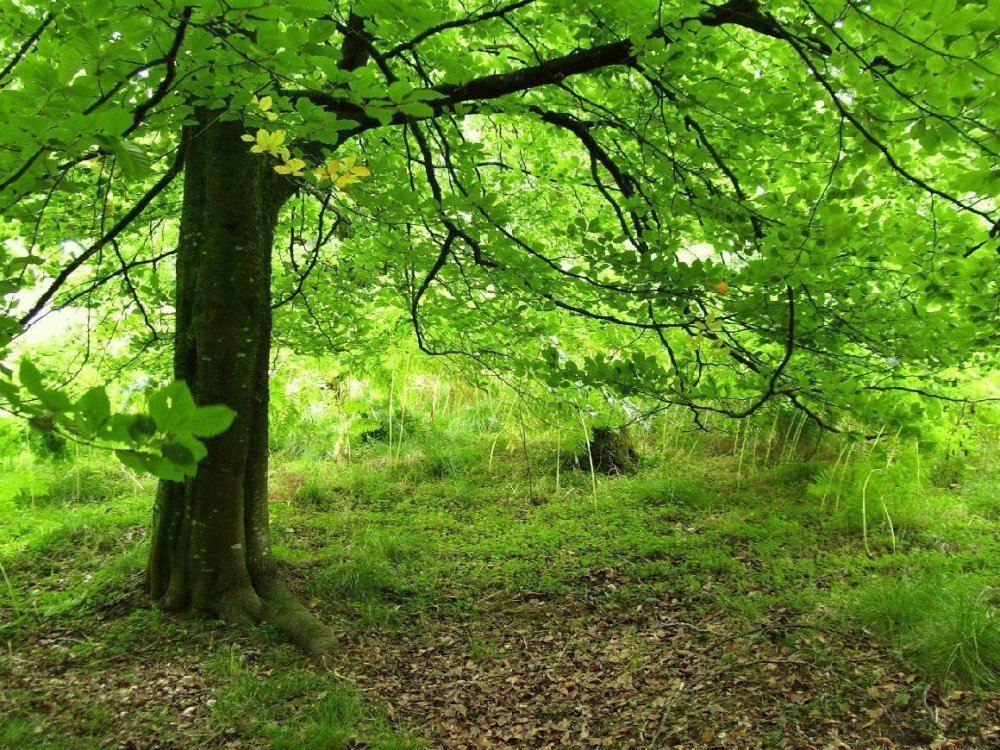Широколиственные леса Дании