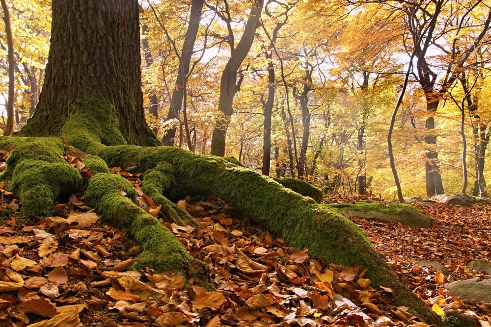 Осенний лес корни