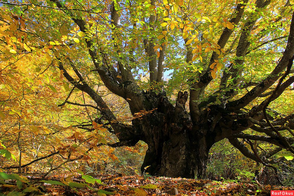 Буковые деревья Крыма