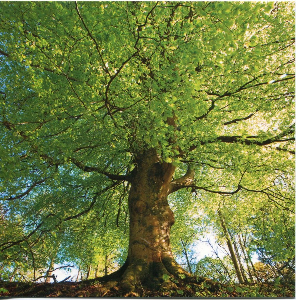 Дерево Beech Tree