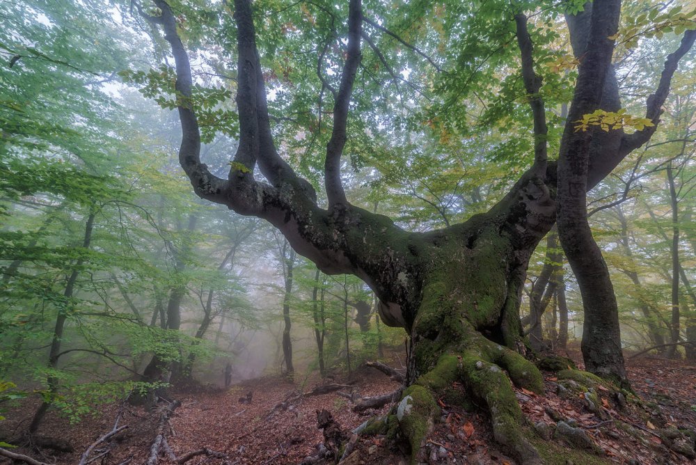 Буковый лес на Демерджи