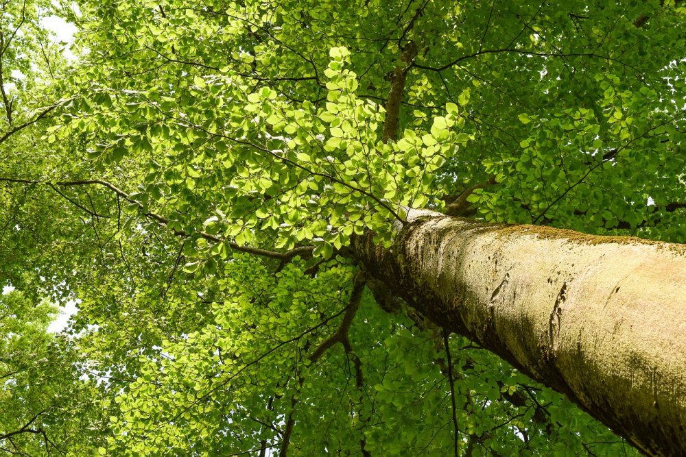 Бук дерево в природе