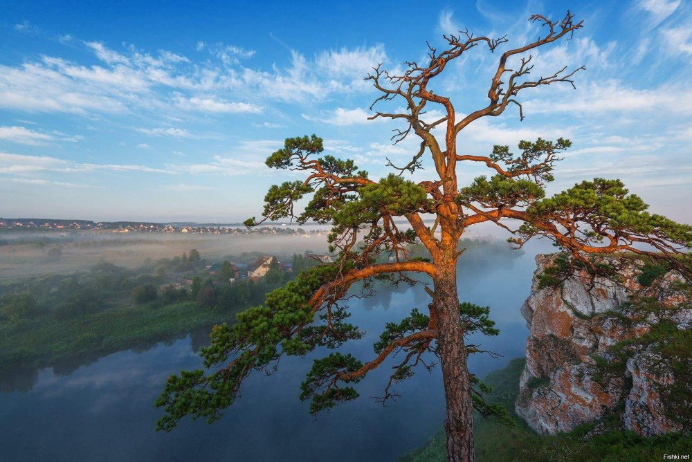 Сосна Уральская дерево