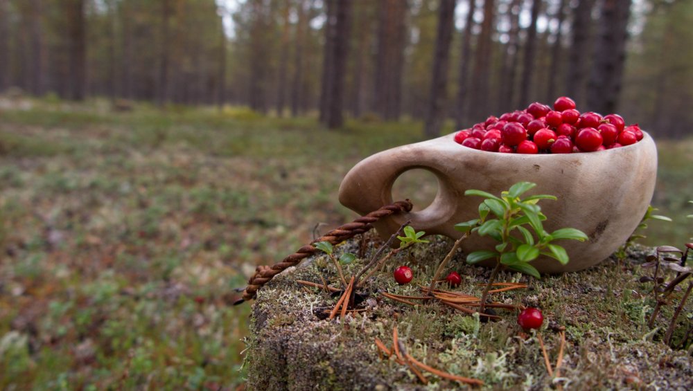 Сбор лесных ягод в Финляндии