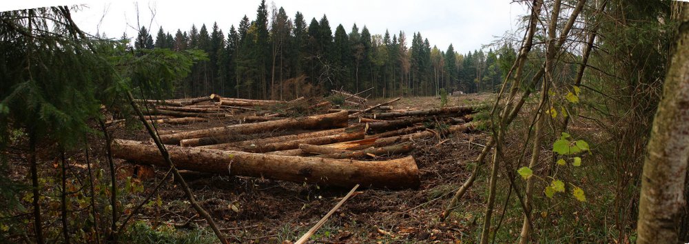 Насаждение и вырубка лесов