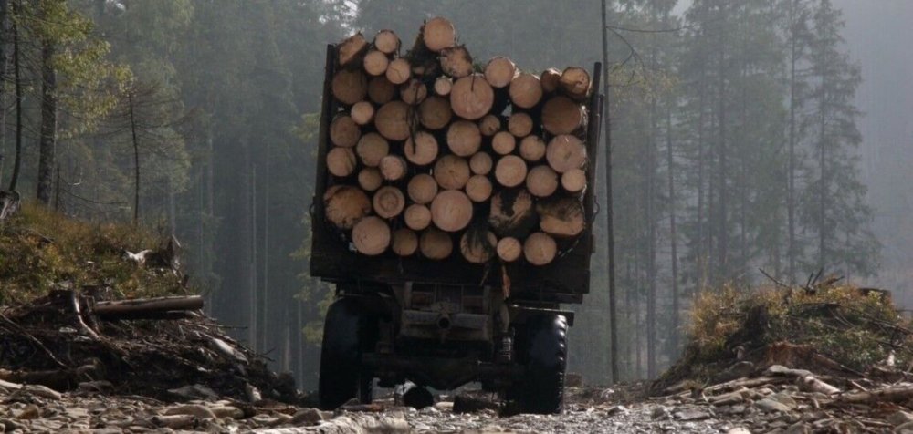 Забайкальский край вырубка леса