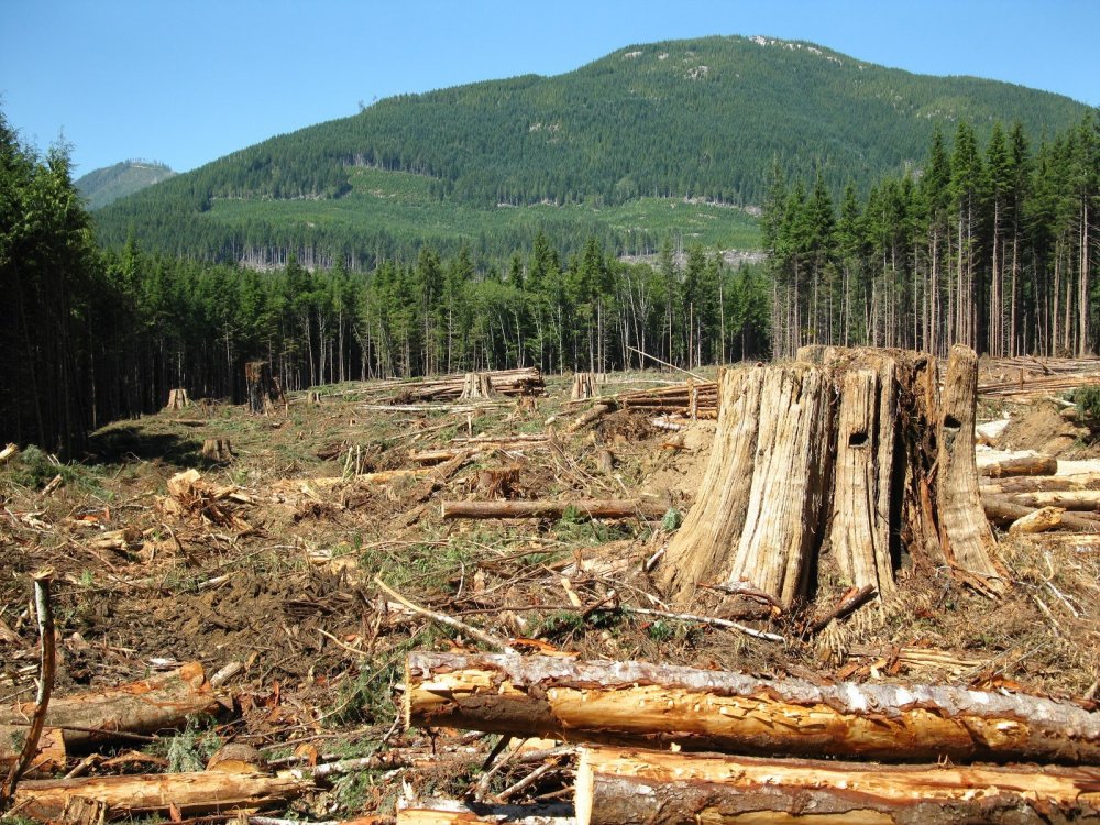 Вырубка лесов обезлесение