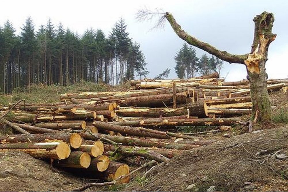 Вырубка лесов для бумаги