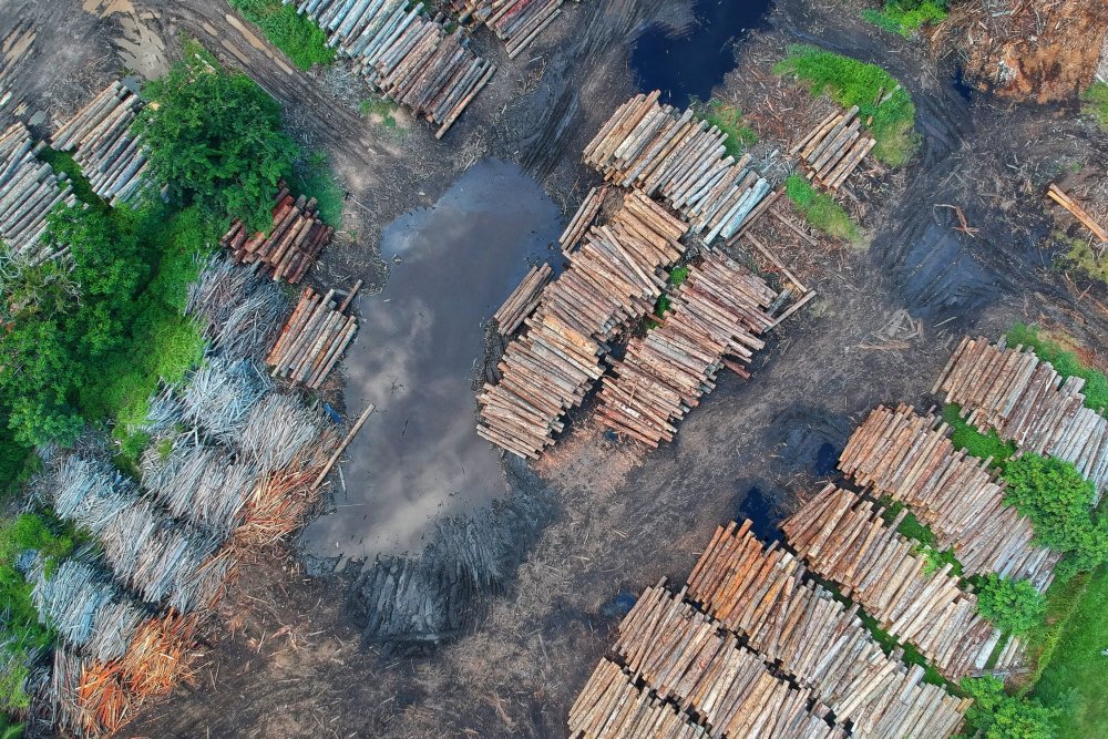 Массовая вырубка лесов
