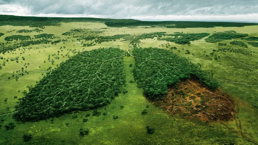 Леса легкие нашей планеты