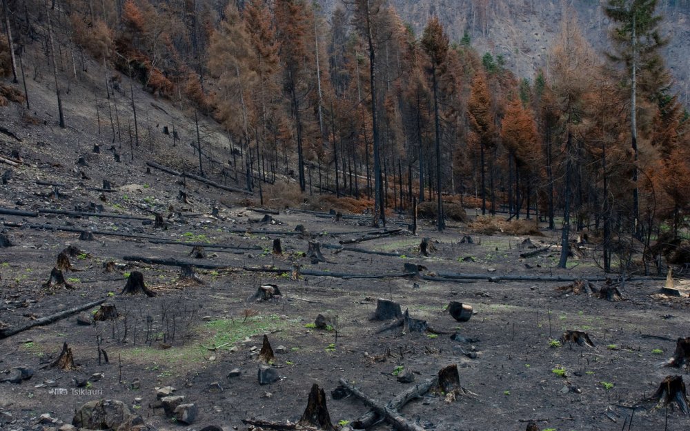 Вырубка лесов и пожары