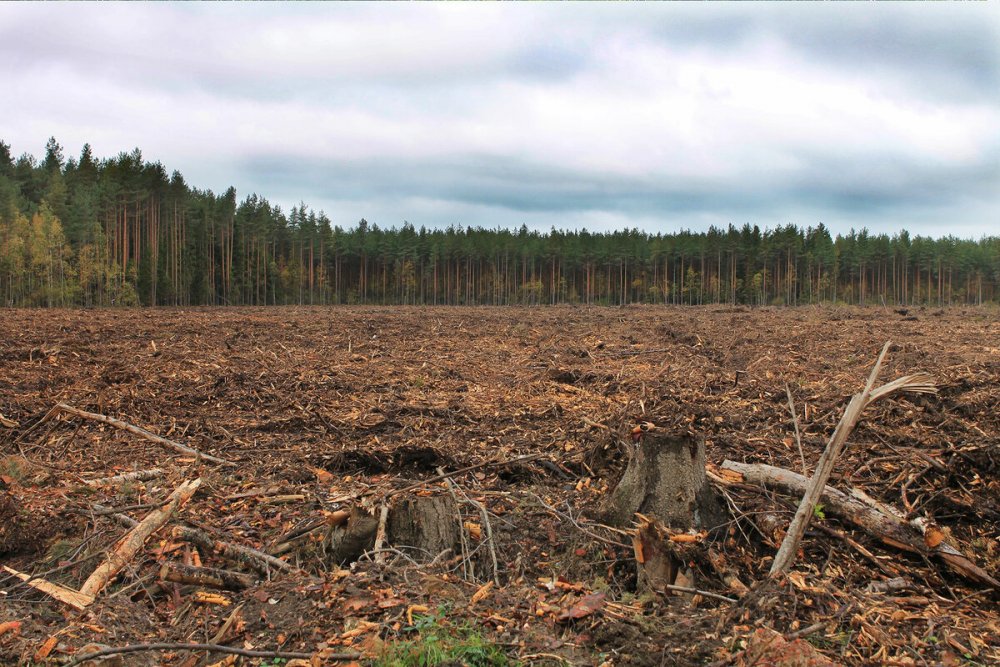 Вырубленные леса Архангельской области