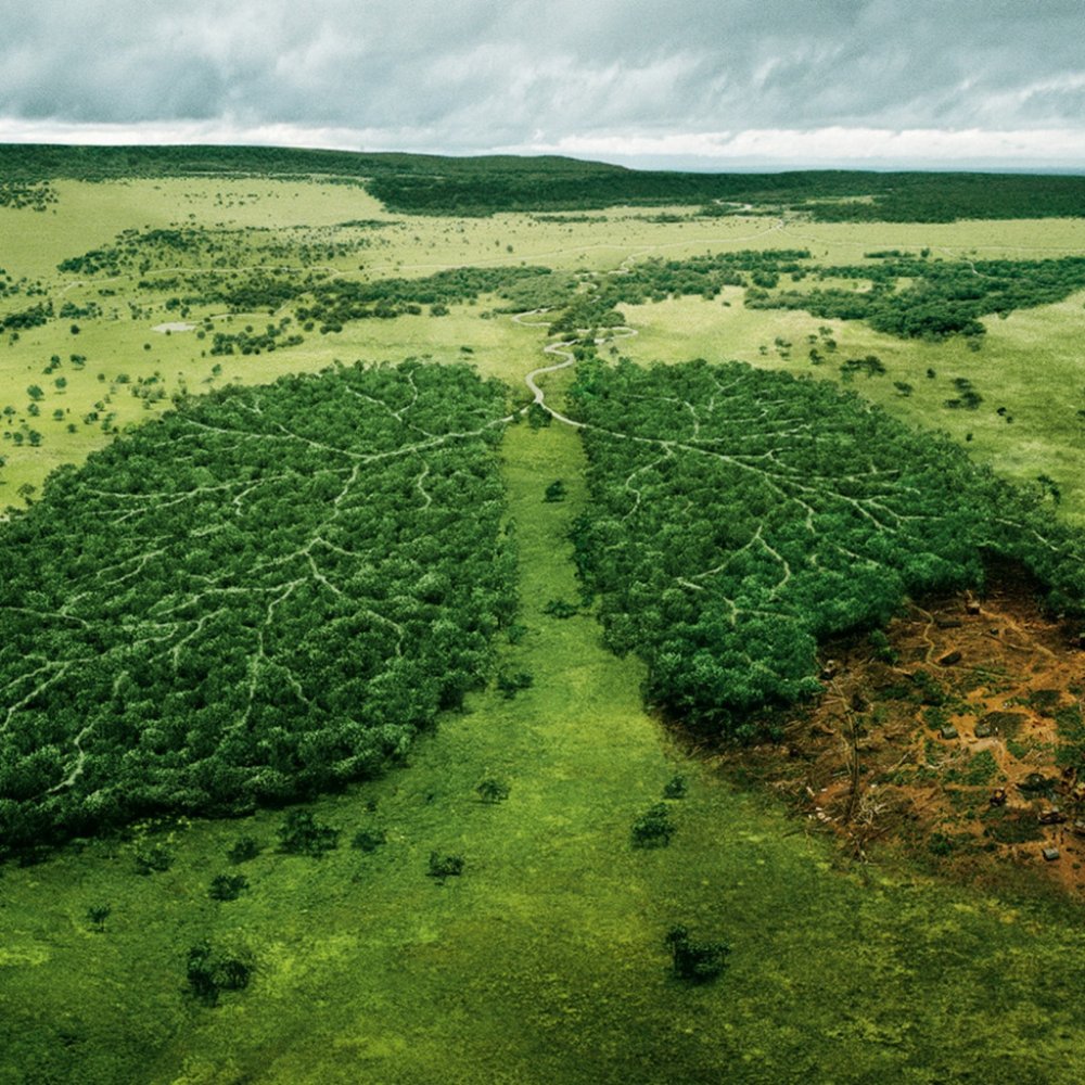 Лес легкие нашей планеты