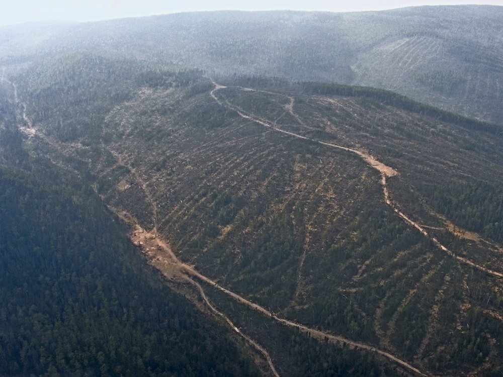 Уссурийская Тайга вырубленные леса