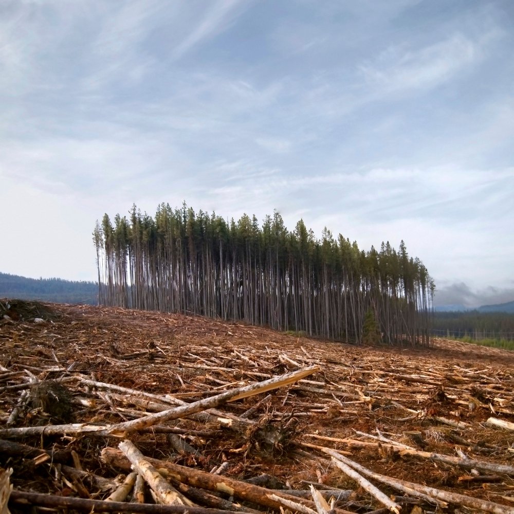 Болота из-за вырубки лесов