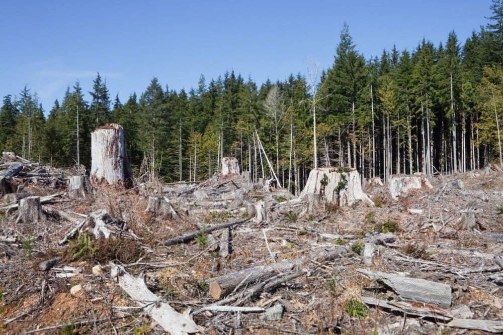Разрушение лесов