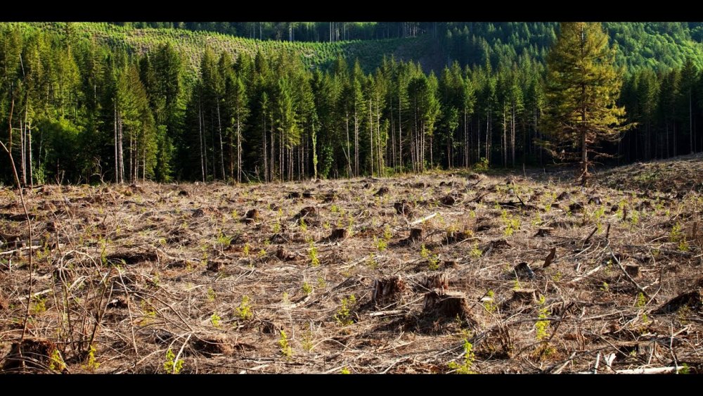Неконтролируемое уничтожение лесов