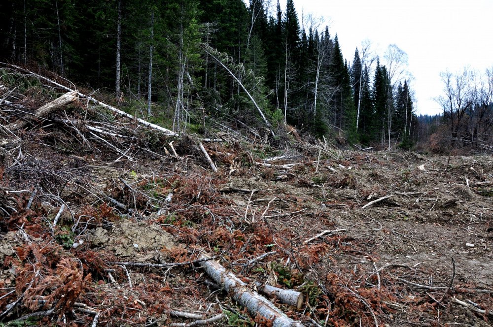 Вырубка лесов на Алтае