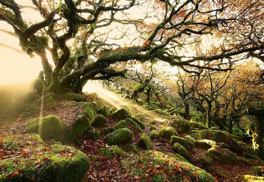 Дартмур Англия лес