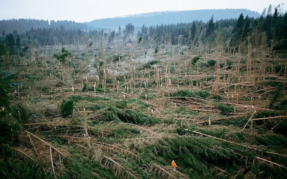 Лес после вырубки