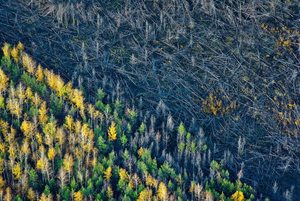 Вырубленный лес сверху в России
