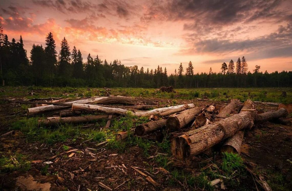 Вырубание лесов в России