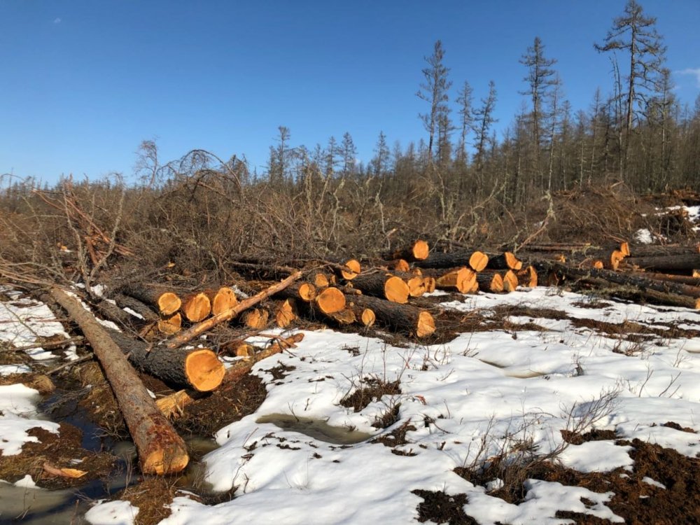 Вырубка лесов в Красноярском крае
