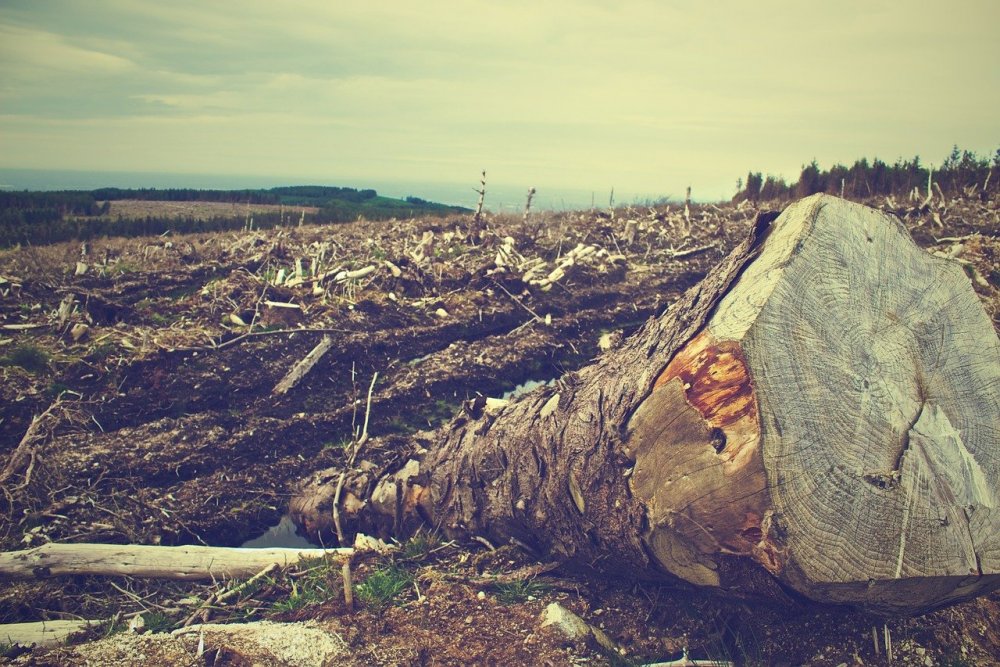 Масштабная вырубка лесов