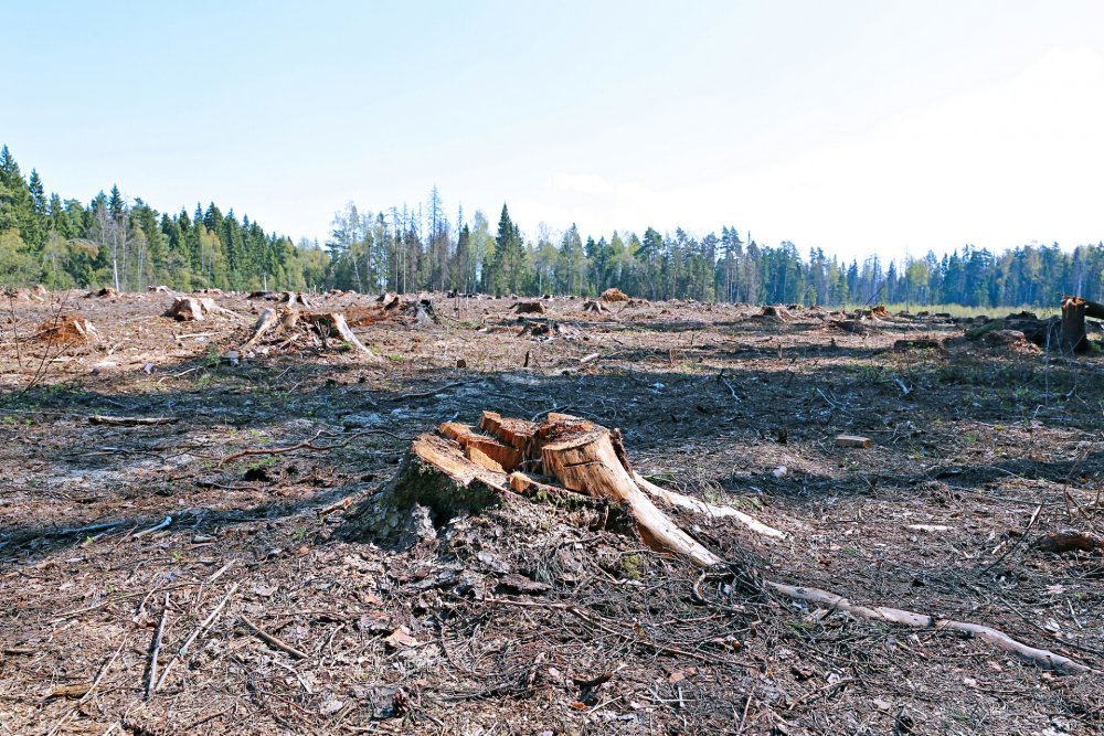 Вырубка лесов до и после