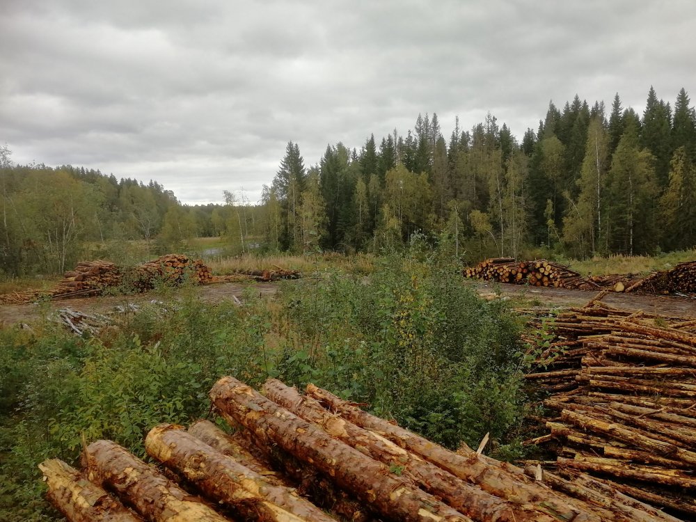 Вырубленные леса в Карелии