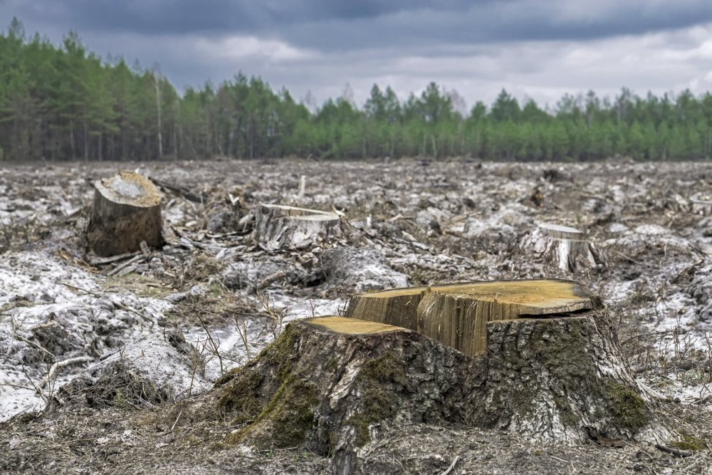 Вырубленный лес пеньки