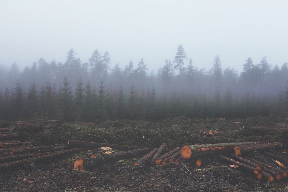 Вырубка леса на Байкале 2020