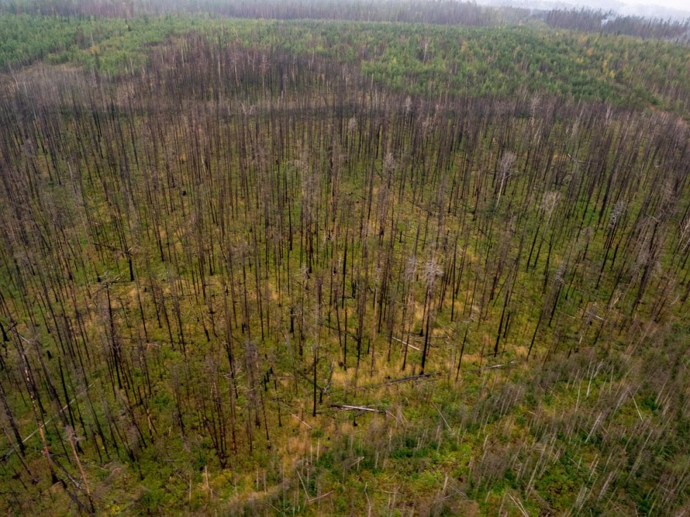 Вырубка лесных насаждений