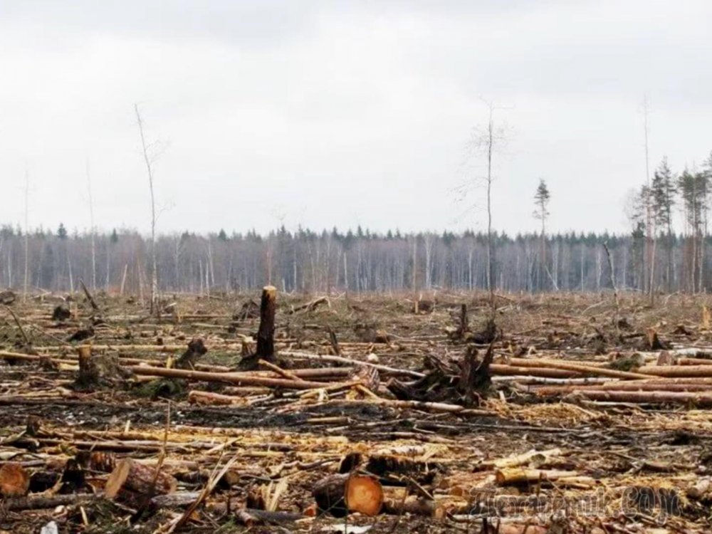 Вырубки лесов