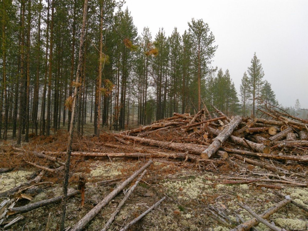Вырубка лесов на горных склонах