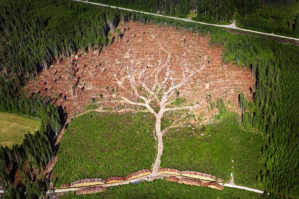 Безбожно вырубают леса