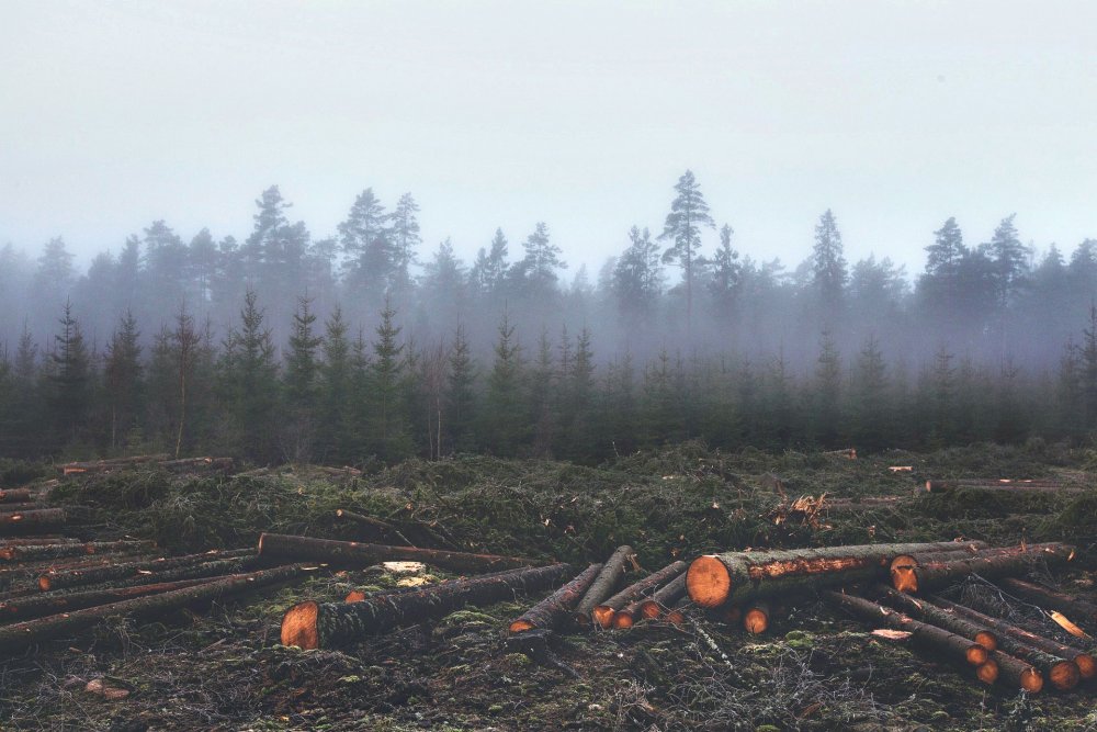 Вырубка лесов в горах