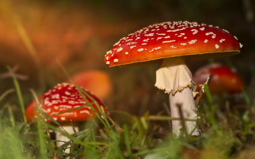 Осень лес грибы мухоморы
