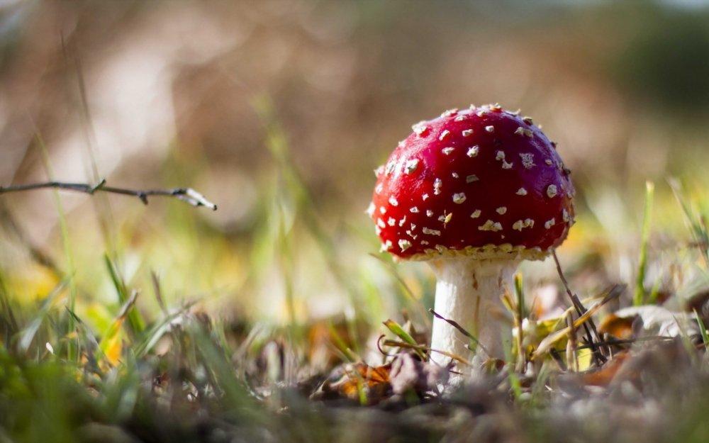 Природа красиво осень грибы