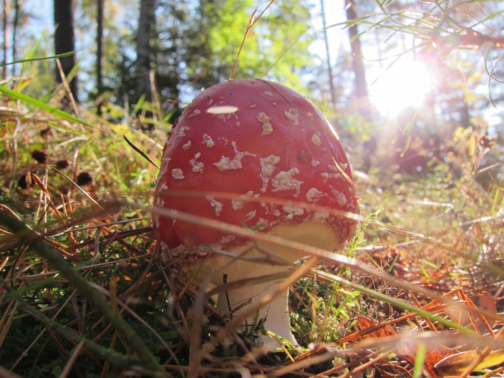 Несъедобные грибы ноябрьского леса