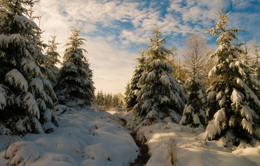 Красивый зимний пейзаж с елкой