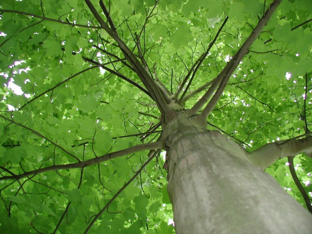Клен зеленокорый дерево