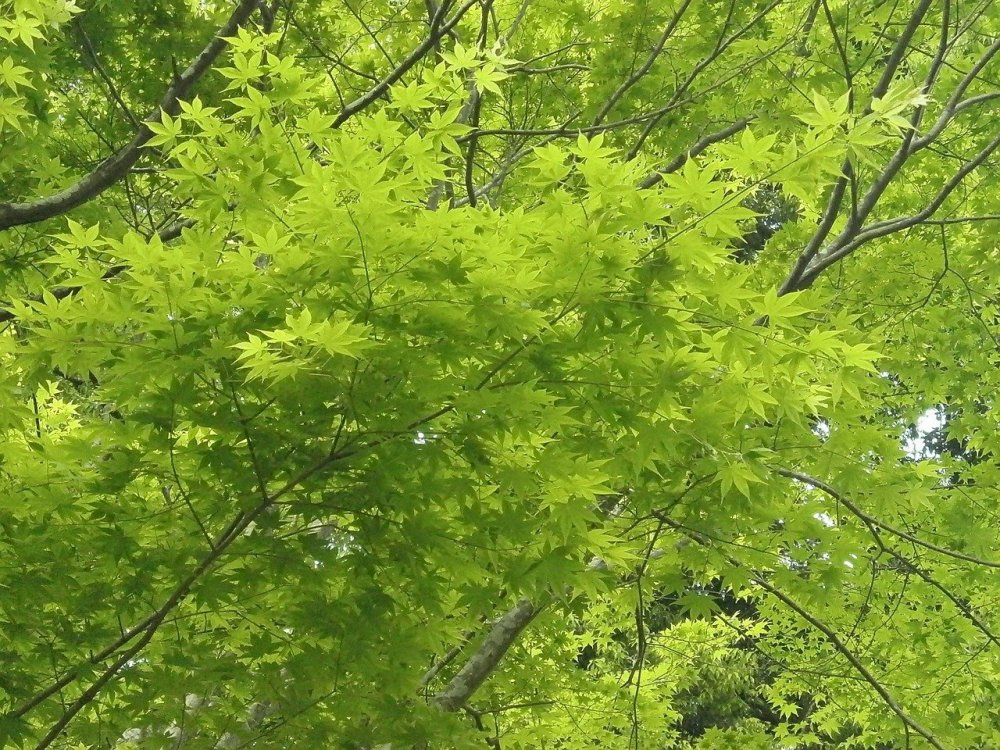 Дерево клён зелёный клён