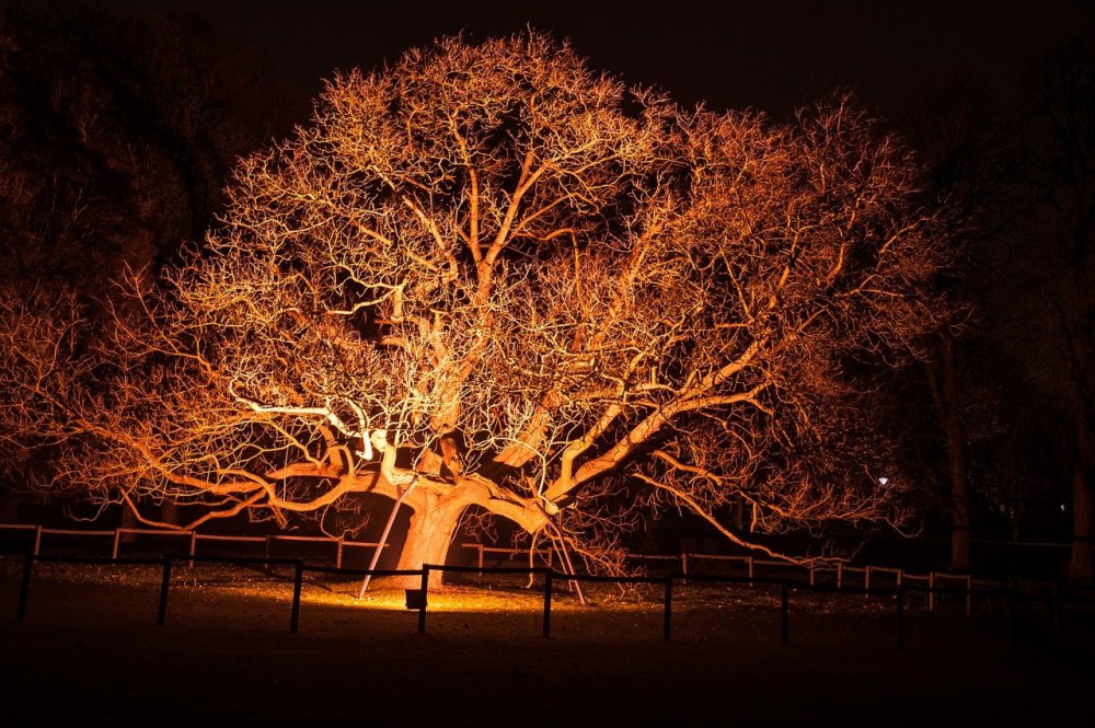 Подсветка деревьев ночью