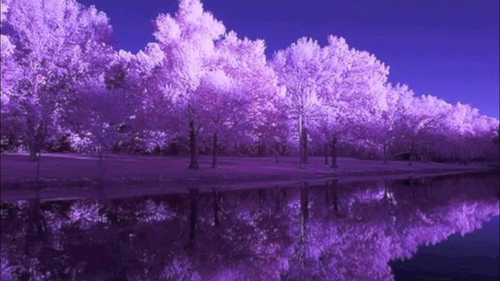 Природа в фиолетовых тонах