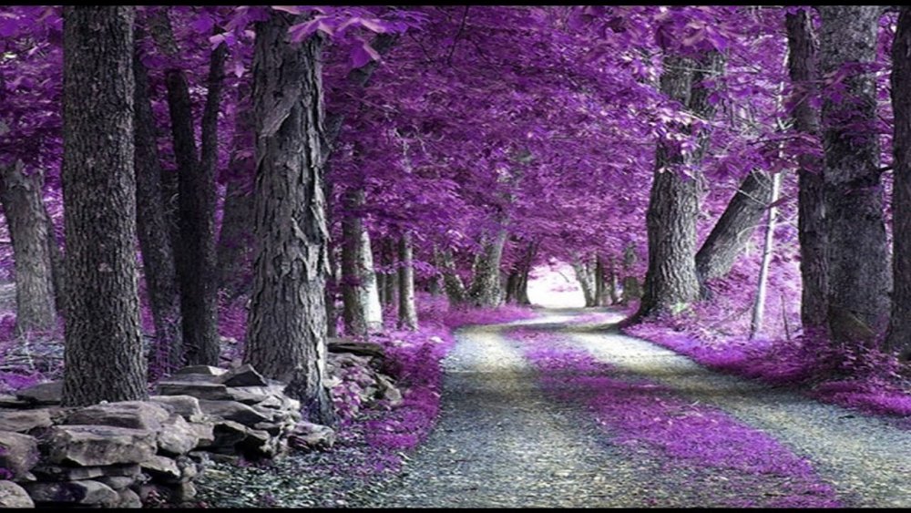 Лес в фиолетовых тонах