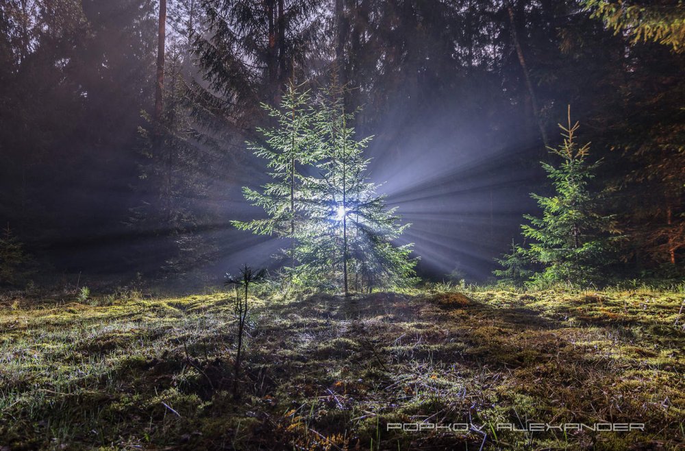 Освещение в лесу