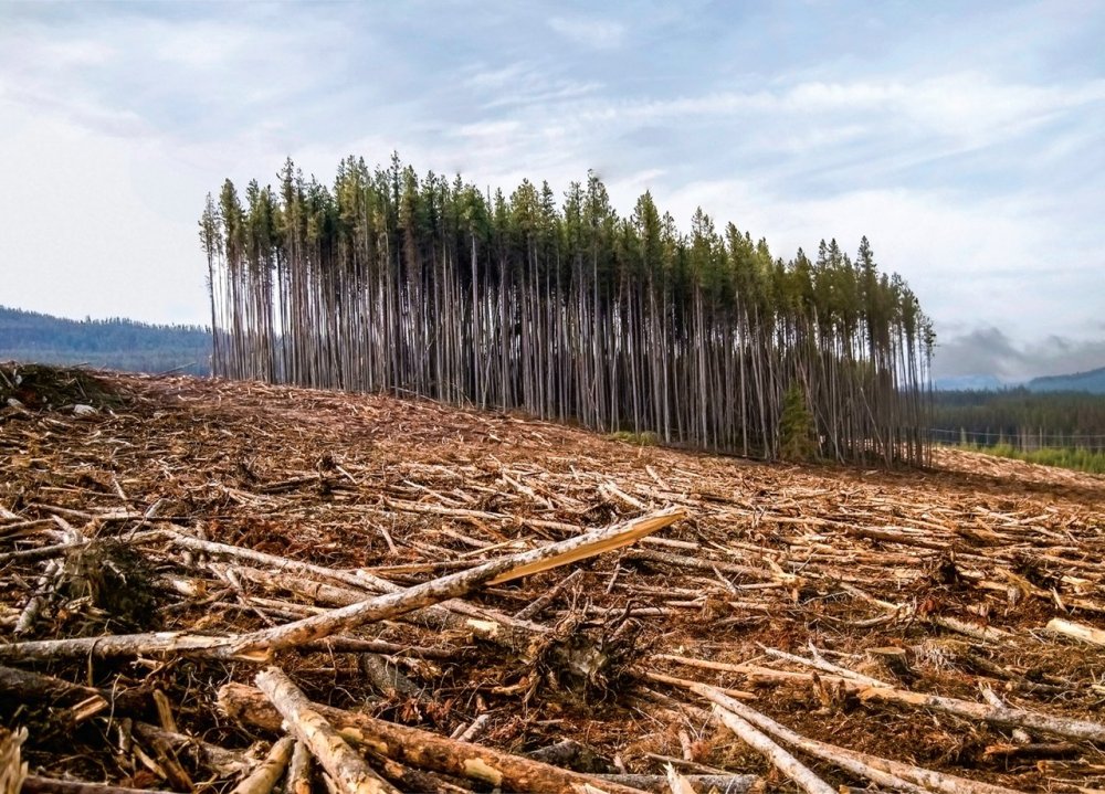 Вырубка лесов обезлесение