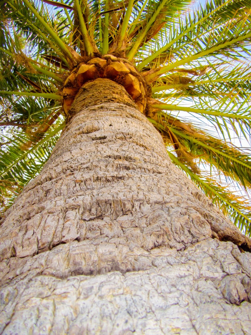 Ствол пальмы Макросъемка