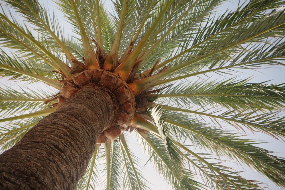 Родина финиковой пальмы